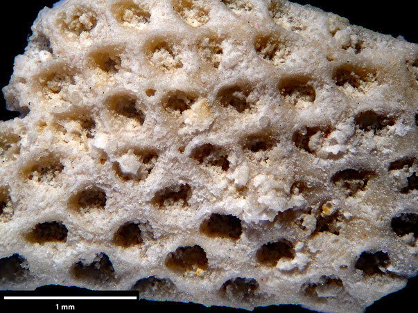 Bryozoa Art: Membranipora elegans von Hagenow aus Bryozoen Sammlung Senckenberg Frankfurt