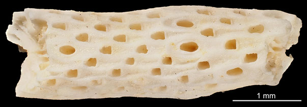 Bryozoa Art: Vincularia verticillata d'Orbigny aus Bryozoen Sammlung Senckenberg Frankfurt,  CC BY: Michael Sondermann
