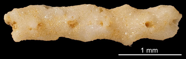 Bryozoa Art: Pachythecella variegata d'Orbigny aus Bryozoen Sammlung Senckenberg Frankfurt,  CC BY: Michael Sondermann