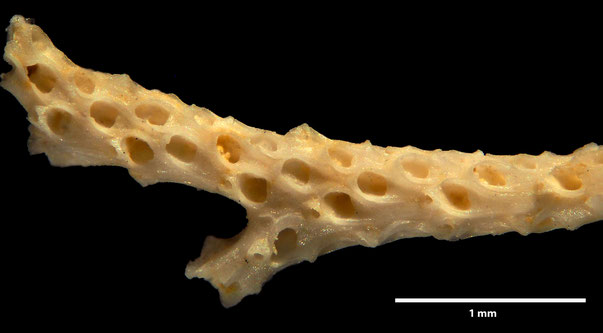 Bryozoa Art: Hemistylus dissimilis Voigt 1987 aus Bryozoen Sammlung Senckenberg Frankfurt