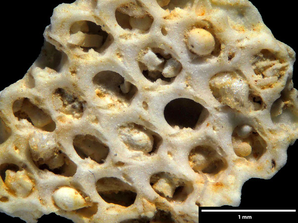 Bild 2 Bryozoa Art: Semiflustrella ornata d'Orbigny aus Bryozoen Sammlung Senckenberg Frankfurt