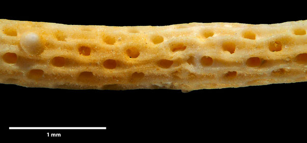 Senckenberg, Bryozoa, Bryozoen, Moostierchen, Sammlung Voigt