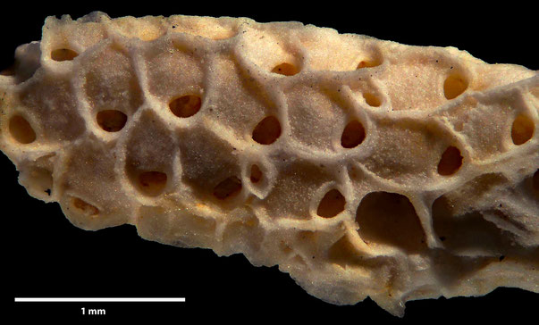 Bryozoa Art: Aechmella stevensis Levinsen aus Bryozoen Sammlung Senckenberg Frankfurt,  