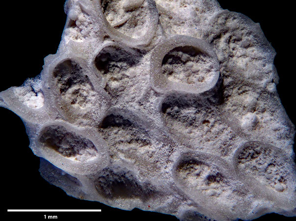 Bryozoa Art: Membranipora declivis Marsson 1887 aus Bryozoen Sammlung Senckenberg Frankfurt