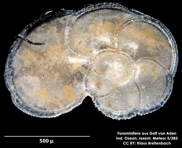 cf. Globorotalia Cushman, 1927; Foraminifere, Foraminifera, Bryozoa, Senckenberg, Golf von Aden, Meteor