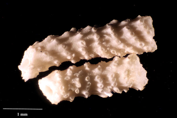 Bryozoa Art: Diastopora micropora (von Hagenow 1851) aus Bryozoen Sammlung Senckenberg Frankfurt,  CC BY:  Dr. Rainer Teubner