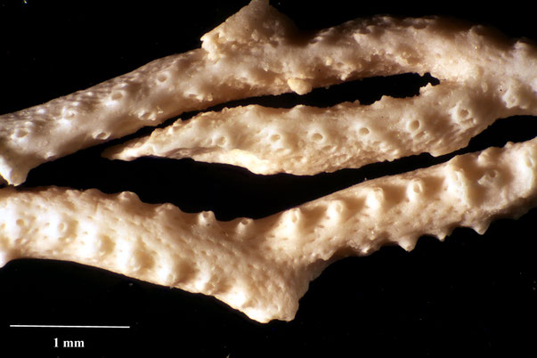 Bryozoa Art: Polyascosoecia gracilis Viskova aus Bryozoen Sammlung Senckenberg Frankfurt,  CC BY:  Dr. Rainer Teubner