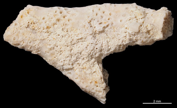 Bryozoa Art: Mecynoecia arguta (Viskowa 1972) aus Bryozoen Sammlung Senckenberg Frankfurt,  CC BY: Michael Sondermann