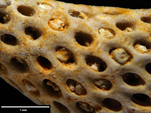 Bryozoa Art: Onychocella cylindrica (von Hagenow 1851) aus Bryozoen Sammlung Senckenberg Frankfurt