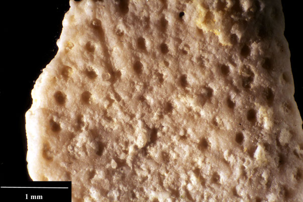 Bild 25 Bryozoa Art: Floridina voigti (Bassler 1936) aus Bryozoen Sammlung Senckenberg Frankfurt,  CC BY:  Dr. Rainer Teubner