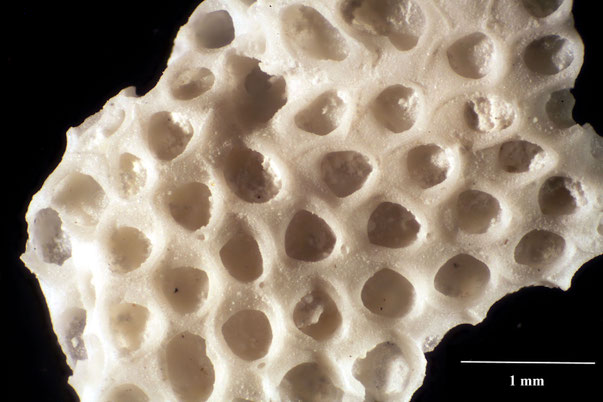 Bryozoa Art: Membranipora stevniensis Berthelsen aus Bryozoen Sammlung Senckenberg Frankfurt,  CC BY:  Dr. Rainer Teubner