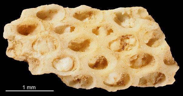 Bryozoa Art: Flustrellaria profunda d'Orbigny aus Bryozoen Sammlung Senckenberg Frankfurt,  CC BY: Michael Sondermann