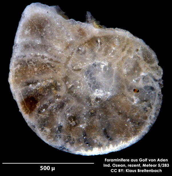 Ammonia sp. Brünnich, 1771 Foraminifere, Foraminifera, Bryozoa, Senckenberg, Golf von Aden, Meteor Foraminifere, Foraminifera, Bryozoa, Senckenberg, Golf von Aden, Meteor