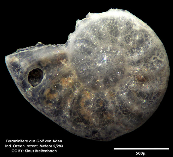 Ammonia sp. Brünnich, 1771 Foraminifere, Foraminifera, Bryozoa, Senckenberg, Golf von Aden, Meteor Foraminifere, Foraminifera, Bryozoa, Senckenberg, Golf von Aden, Meteor