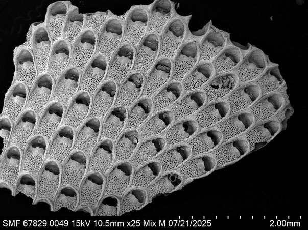 Bryozoa Art: Labioporella crenulata (Levinsen 1909) aus Bryozoen Sammlung Senckenberg Frankfurt,  CC BY: Louisa Preuss