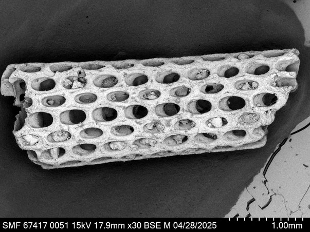 Bryozoa Art: Biflustra inaequalis d'Orbigny aus Bryozoen Sammlung Senckenberg Frankfurt,  