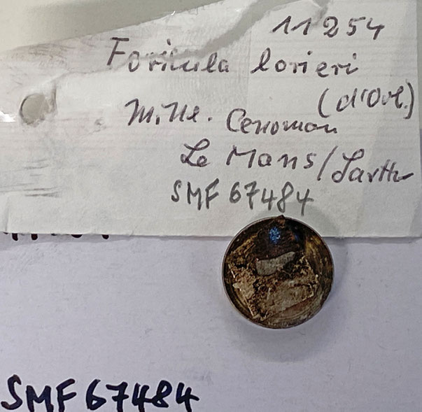 Senckenberg, Bryozoa, Bryozoen, Moostierchen, Sammlung Voigt