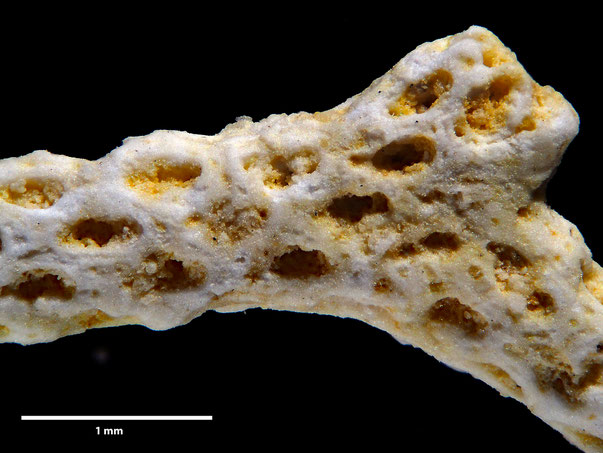 Bryozoa Art: Flustrella subcylindrica d'Orbigny 1852 aus Bryozoen Sammlung Senckenberg Frankfurt