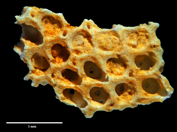 Bild 2 Bryozoa Art: Semiflustrella limbata d'Orbigny aus Bryozoen Sammlung Senckenberg Frankfurt
