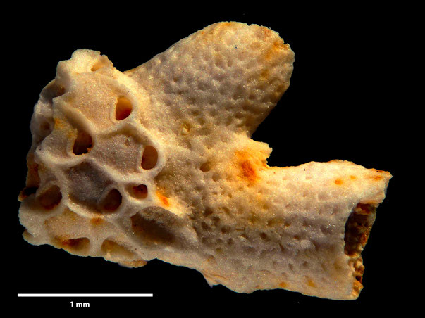 Bryozoa Art: Aechmella stevensis Levinsen aus Bryozoen Sammlung Senckenberg Frankfurt,  