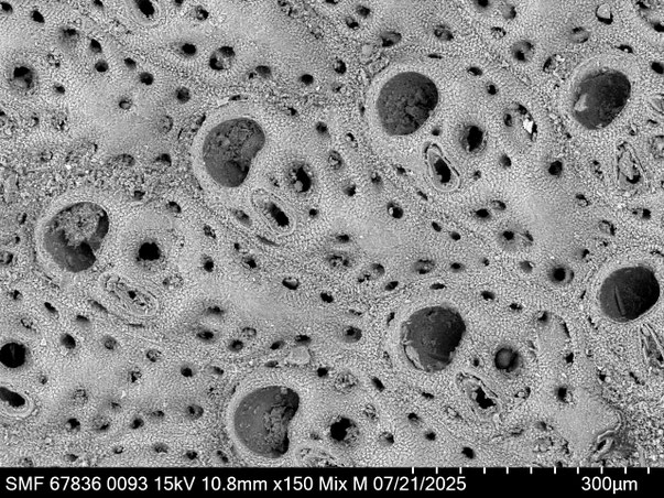 Bryozoa Art: Adeonella haywardii Amui 2005 aus Bryozoen Sammlung Senckenberg Frankfurt,  CC BY: Louisa Preuss