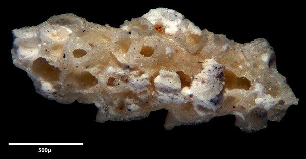 Bryozoa Art: Porina hamulifera Voigt 1987 aus Bryozoen Sammlung Senckenberg Frankfurt