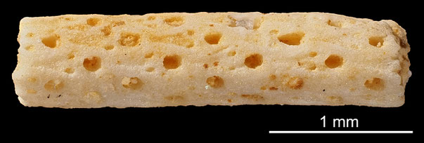 Bryozoa Art: Micropora rugica (Marsson 1887) aus Bryozoen Sammlung Senckenberg Frankfurt,  CC BY: Michael Sondermann
