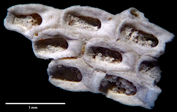 Bryozoa Art: Membranipora declivis Marsson 1887 aus Bryozoen Sammlung Senckenberg Frankfurt