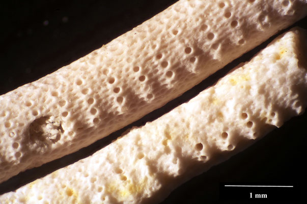 Bryozoa Art: Reteporidea krymica Viskova 1972 aus Bryozoen Sammlung Senckenberg Frankfurt, CC BY: Dr. Rainer Teubner