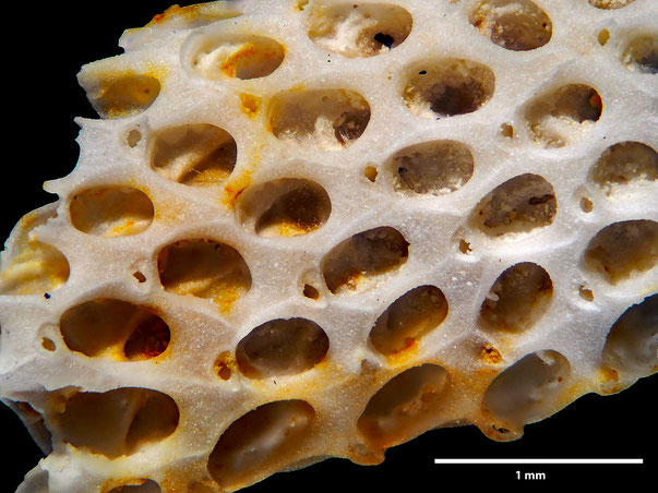 Bryozoa Art: Membranipora elegans von Hagenow aus Bryozoen Sammlung Senckenberg Frankfurt