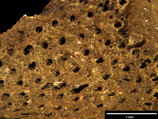 Bryozoa Art: Brydonella vulcani (Brydone 1913) aus Bryozoen Sammlung Senckenberg Frankfurt