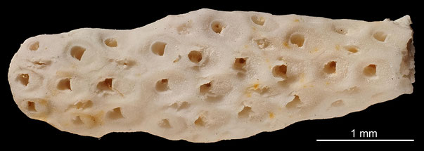 Bryozoa Art: Latereschara galeata (von Hagenow 1839) aus Bryozoen Sammlung Senckenberg Frankfurt,  CC BY: Michael Sondermann