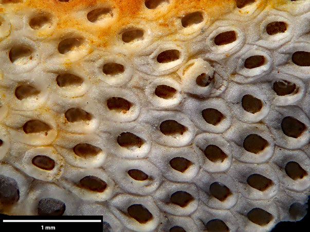 Bryozoa Art: Membranipora plicatella Brydone 1913 aus Bryozoen Sammlung Senckenberg Frankfurt