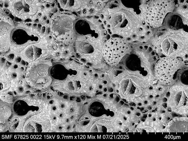 Bryozoa Art: Characodoma protrusum (Thornely 1905) aus Bryozoen Sammlung Senckenberg Frankfurt,  CC BY: Louisa Preuss
