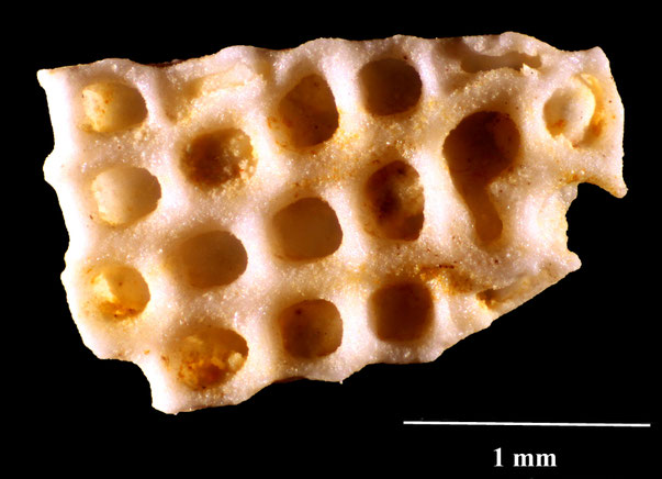 Bild 2 Bryozoa Art: Discoflustrellaria trimensis Brydone, 1912 aus Bryozoen Sammlung Senckenberg Frankfurt,  CC BY:  Dr. Rainer Teubner