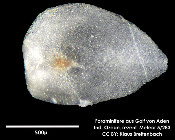 Foraminifere sp.; Foraminifere, Foraminifera, Bryozoa, Senckenberg, Golf von Aden, Meteor