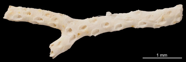 Bryozoa Art: Idmonea subgracilis d'Orgigny 1853 aus Bryozoen Sammlung Senckenberg Frankfurt,  CC BY: Michael Sondermann