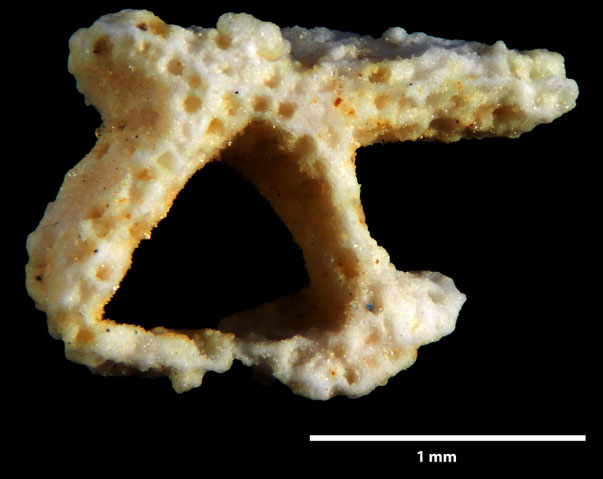 Bryozoa Art: Retecava maculata von Hagenow aus Bryozoen Sammlung Senckenberg Frankfurt