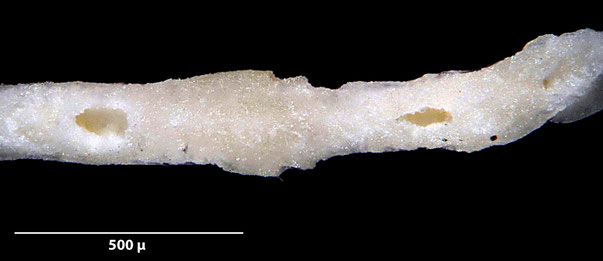 Senckenberg, Bryozoa, Bryozoen, Moostierchen, Sammlung Voigt