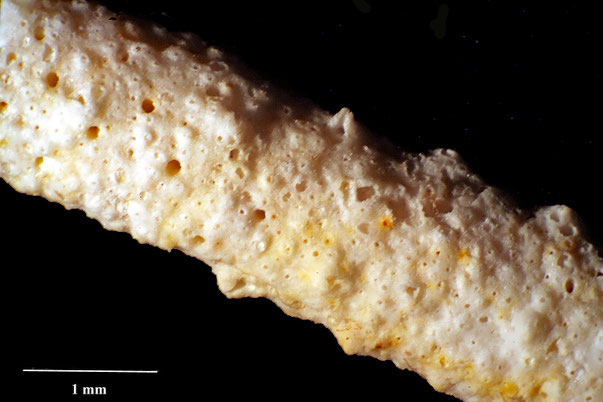 Bryozoa Art: Porina salebrosa Marsson 1887 aus Bryozoen Sammlung Senckenberg Frankfurt,  CC BY:  Dr. Rainer Teubner