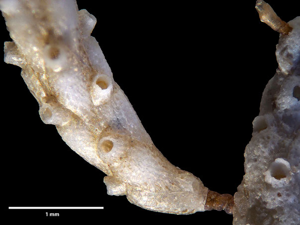Bryozoa Art: Margaretta cereoides (Ellis & Solander 1786) aus Bryozoen Sammlung Senckenberg 