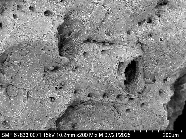 Bryozoa Art: Characodoma babelmandebi Martha & Scholz 2025 aus Bryozoen Sammlung Senckenberg Frankfurt,  CC BY: Louisa Preuss