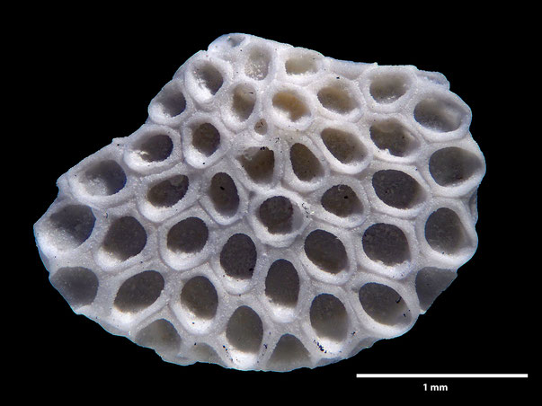 Bryozoa Art: Membranipora flabellata d'Orbigny, 1852 aus Bryozoen Sammlung Senckenberg Frankfurt,  