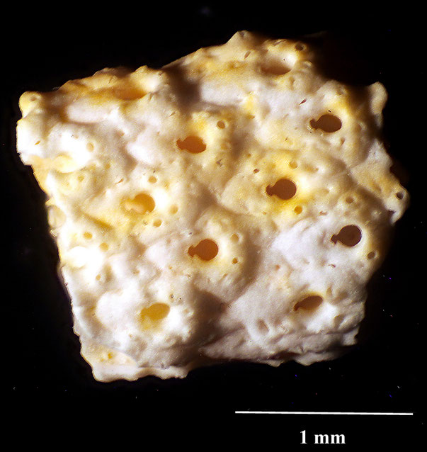 Bryozoa Art: Systenostoma asperulum (Marsson 1887) aus Bryozoen Sammlung Senckenberg Frankfurt,  CC BY:  Dr. Rainer Teubner