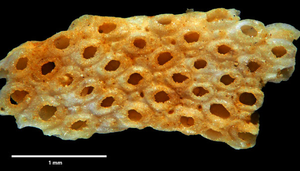 Bild 2 Bryozoa Art: Stamenocella convexa d´Orbigny aus Bryozoen Sammlung Senckenberg Frankfurt