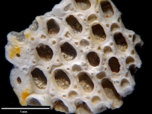 Bryozoa Art: Membranipora lyraeformis Voigt 1930 aus Bryozoen Sammlung Senckenberg Frankfurt