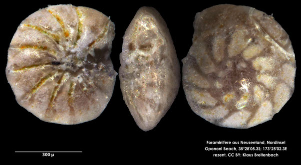 Foraminifere: Art: Ammonia parkinsoniana (d'Orbigny, 1839) rezent, Opononi Beach New Zealand