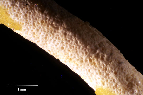 Bryozoa Art: Floridina scutata (Levinsen 1925) aus Bryozoen Sammlung Senckenberg Frankfurt,  CC BY:  Dr. Rainer Teubner