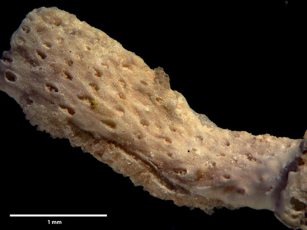 Bryozoa Art: Reticrisina papyracea (d'Orbigny 1851) aus Bryozoen Sammlung Senckenberg Frankfurt