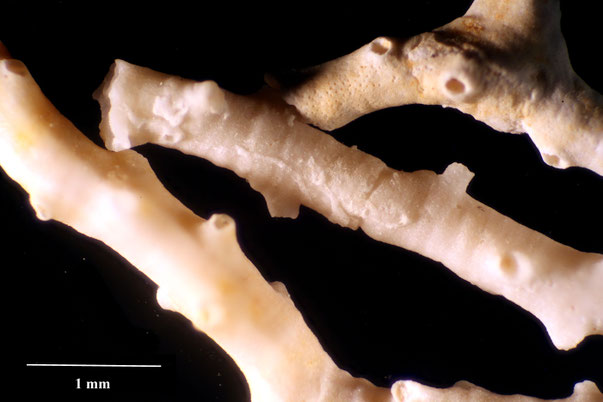 Bryozoa Art: Mecynoecia proboscidea (Milne Edwards 1838) aus Bryozoen Sammlung Senckenberg Frankfurt,  CC BY:  Dr. Rainer Teubner